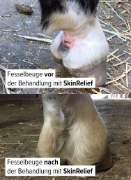 Mauke vorher und Nachher