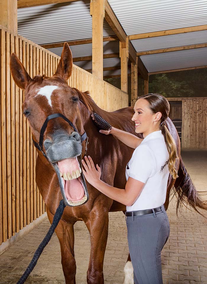 Lymphdrainageputzen beim Pferd mit Massagestriegel