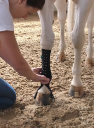 EquiCrown med anlegen