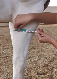 EquiCrown med Mass nehmen