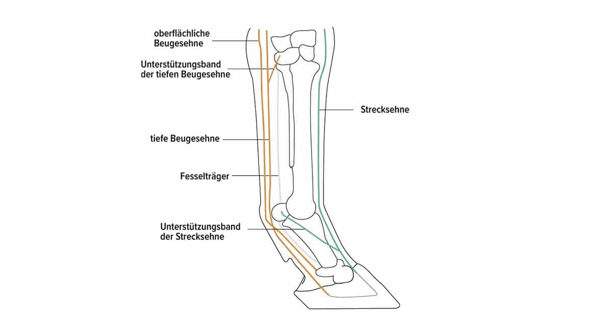 Pferd Anatomie Hinterbein