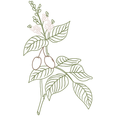 Illustration einer copaiba pflanze