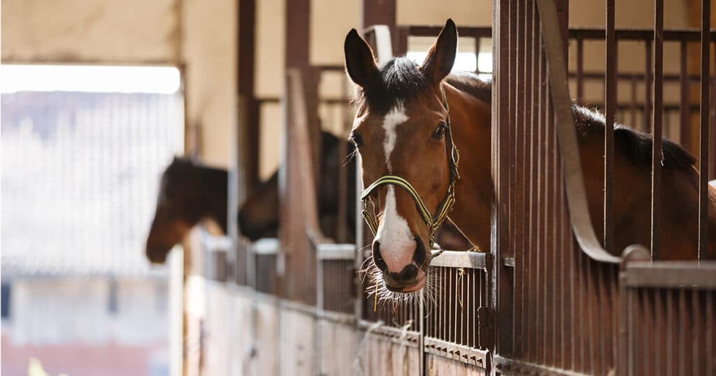 Pferd steht in der Box