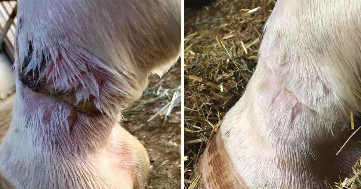 Sich zurückbilden fleisch kann wildes Nagelentzündung mit