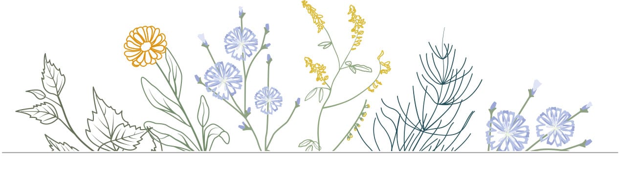 Lymph-Kräuter Illustration
