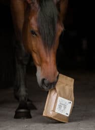Pferd mit Kräutermischung