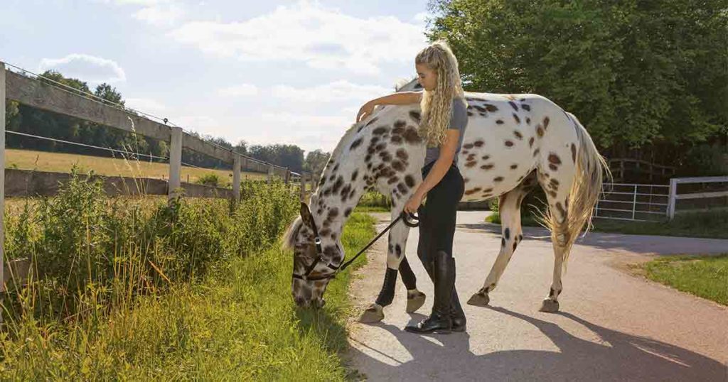 reiter geht mit pferd spazieren