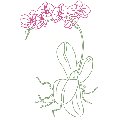 Illustration einer orchidee pflanze