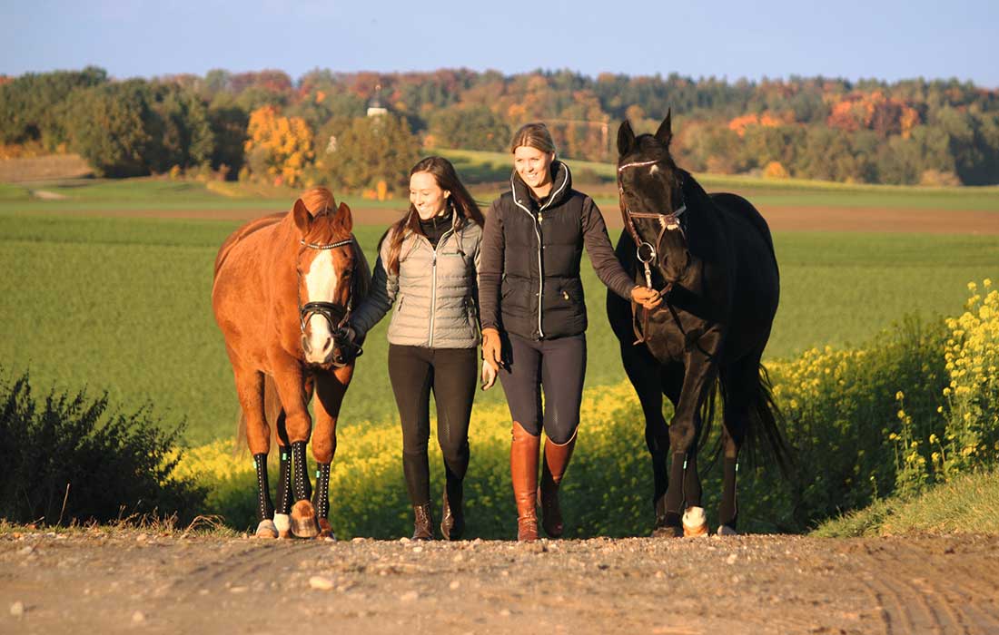 Pferde tragen unterschiedliche EquiCrown Kompressionsbandagen