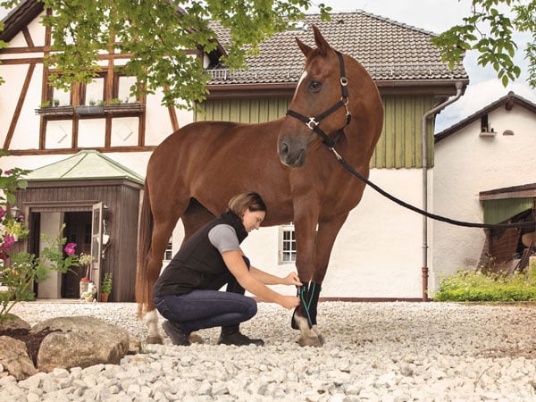 Frau legt ihren Pferd eine EquiCrown Kompressionsbandage an