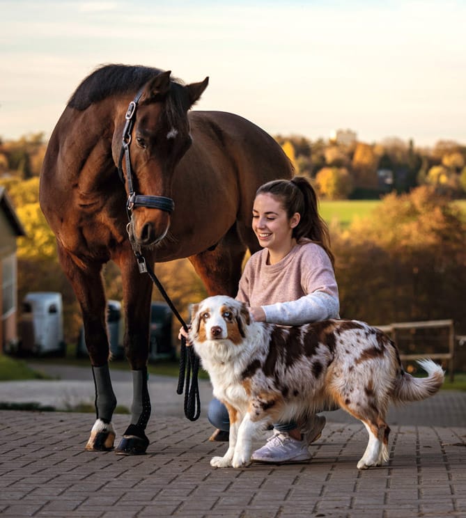 EquiCrown Kompressionsbandage mit Silberfaden