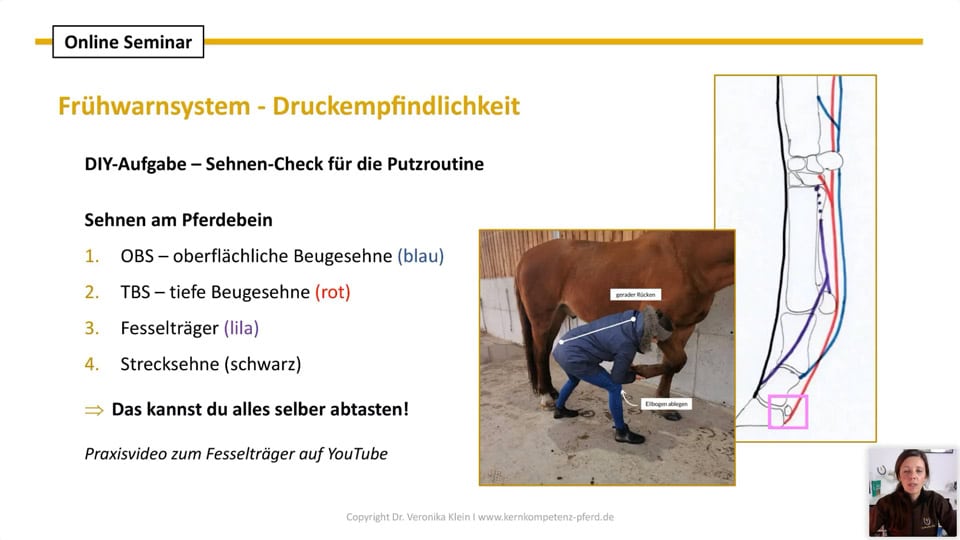 Online-Seminar Pferdetierärztin Dr. Veronika Klein Sehnen-Check